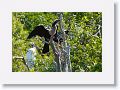 Anhinga