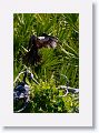 Anhinga