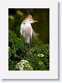 Cattle Egret