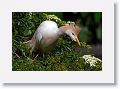 Cattle Egret