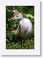 Cattle Egret