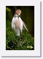 Cattle Egret
