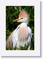 Cattle Egret