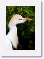 Cattle Egret