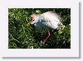 Cattle Egret