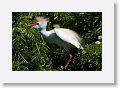 Cattle Egret