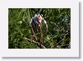 Cattle Egret