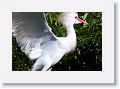 Cattle Egret