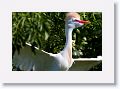 Cattle Egret