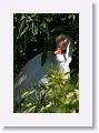 Cattle Egret