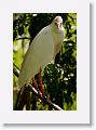 Cattle Egret