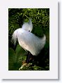 Snowy Egret