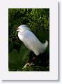 Snowy Egret