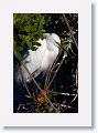 Snowy Egret