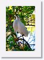 Snowy Egret