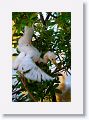 Snowy Egret chick