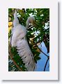 Snowy Egret chick