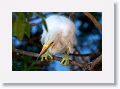 Snowy Egret chick