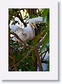 Snowy Egret chick