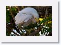 Snowy Egret chick