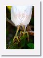 Snowy Egret chick