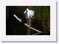 Snowy Egret fishing