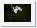 Snowy Egret fishing