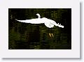 Snowy Egret fishing