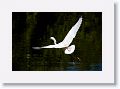 Snowy Egret fishing