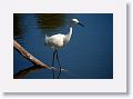 Snowy Egret fishing