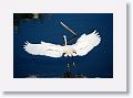 Snowy Egret fishing