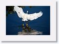 Snowy Egret fishing