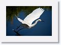 Snowy Egret fishing