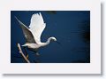 Snowy Egret fishing