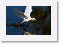 Snowy Egret fishing