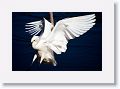 Snowy Egret fishing