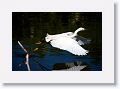 Snowy Egret fishing