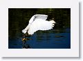 Snowy Egret fishing