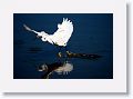 Snowy Egret fishing