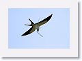 Swallow-tailed Kite