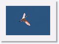 Rosette Spoonbill
