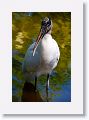 Wood Stork