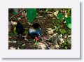 Common Moorhen and chick