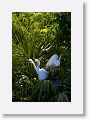 Great Egrets