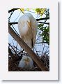 Great Egrets