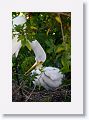 Great Egrets