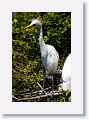 Great Egrets
