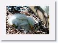 Great Egret chicks