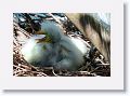 Great Egret chicks