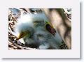 Great Egret chicks